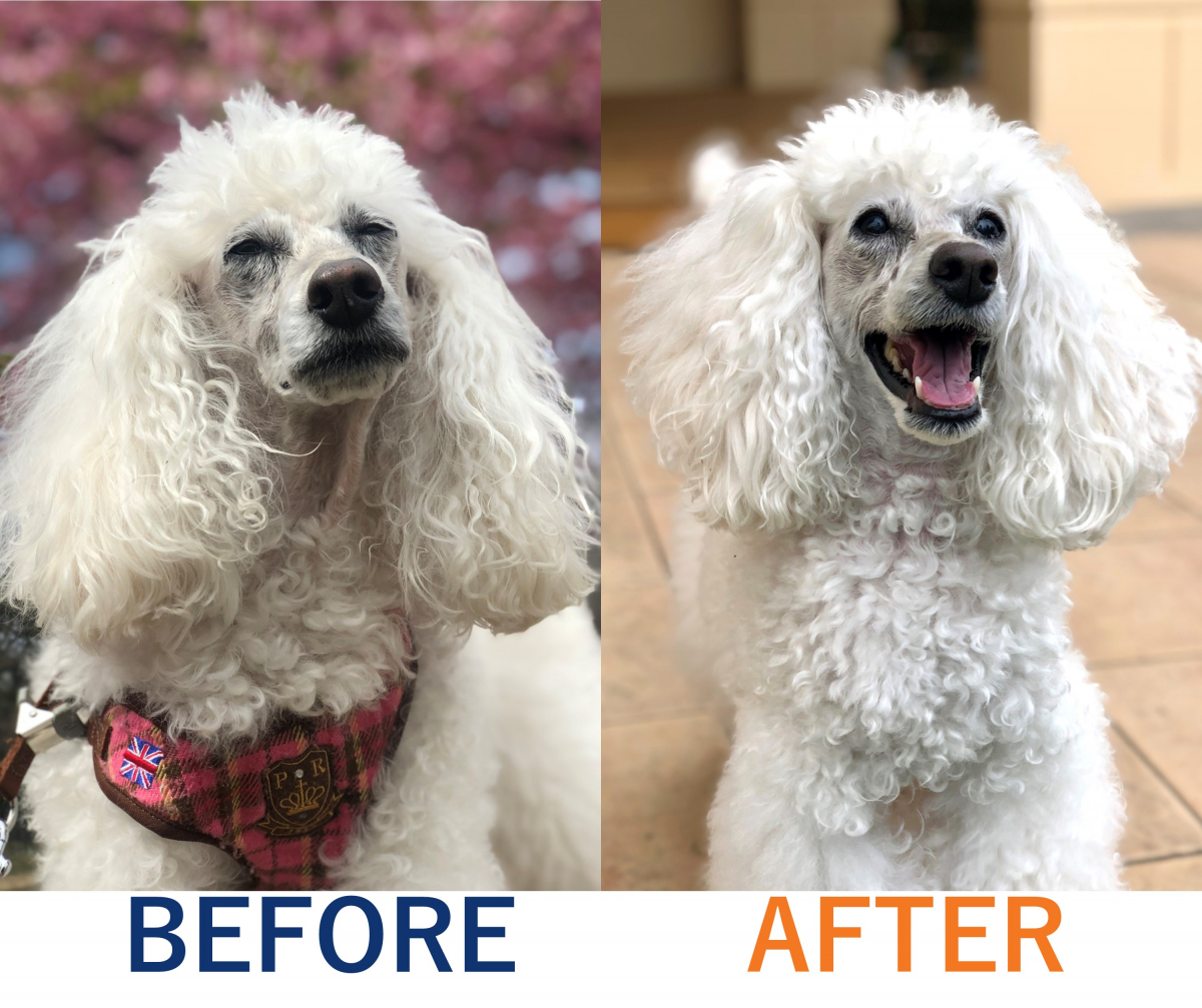 慢性結膜炎の改善、散歩ゼロから1日1万歩