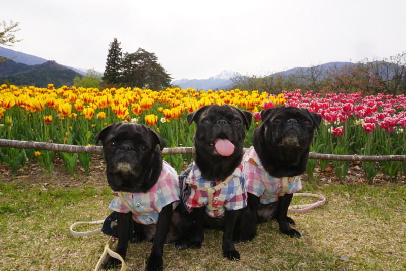 泡立ちも良く、すっきりした仕上がりに満足です。