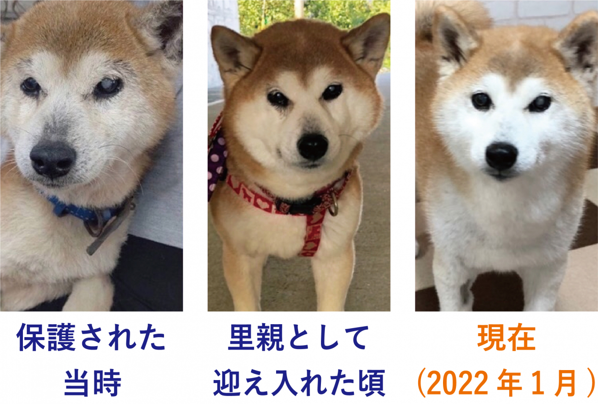 元繁殖犬のアレルギーを、K9で体質改善して健康にしてあげたい！