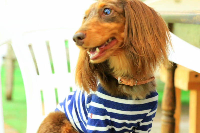 何年も続いた下痢も止まり、先生からも褒められました。