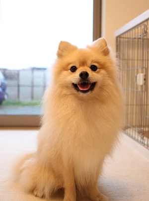 便の調子がよくなり、悩んでいた嘔吐も無くなりました。