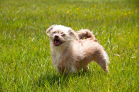 色々 探した結果、K９ナチュラルのフードに出会い、毛艶・体臭・便の様子に、とても満足しています。