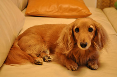 闘病中にK9ナチュラルを与え始めて。