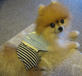 アレルギー持ちだったのが、今ではK9を食べているときの嬉しそうな様子を見るのが、毎日の楽しみです。