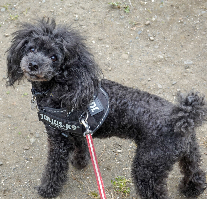 グリーントライプを加えてから３か月ほどで月に一度は病院に行っていたのが嘘のように必要なくなりました