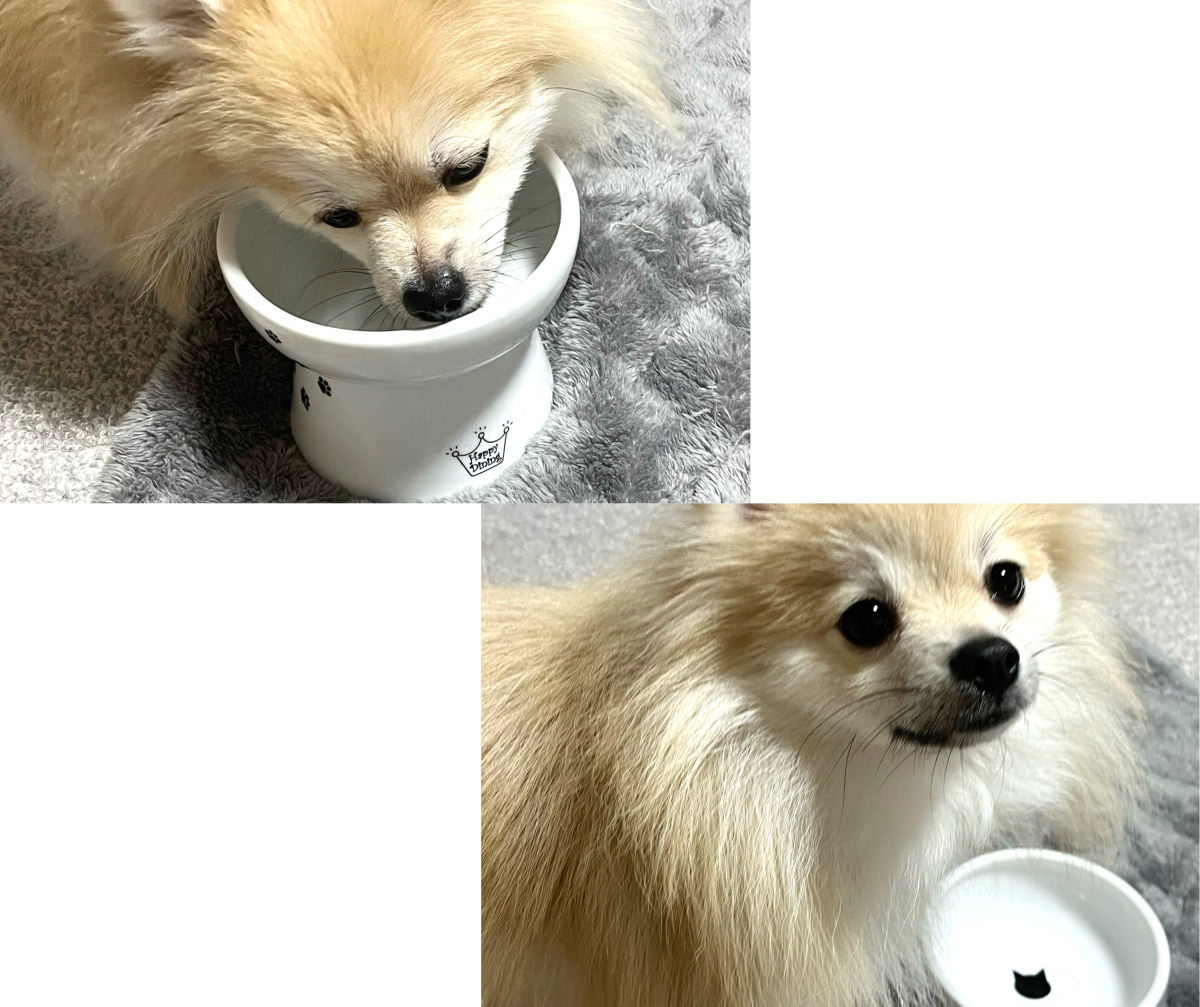 K9ナチュラルさんに出会えて良かったです