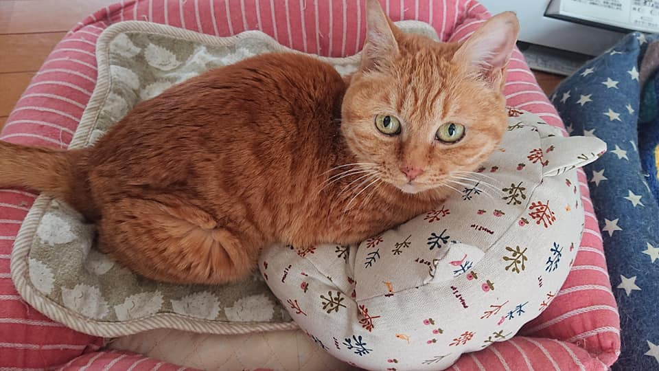 Feline Naturalが無かったら命を落としていたミル