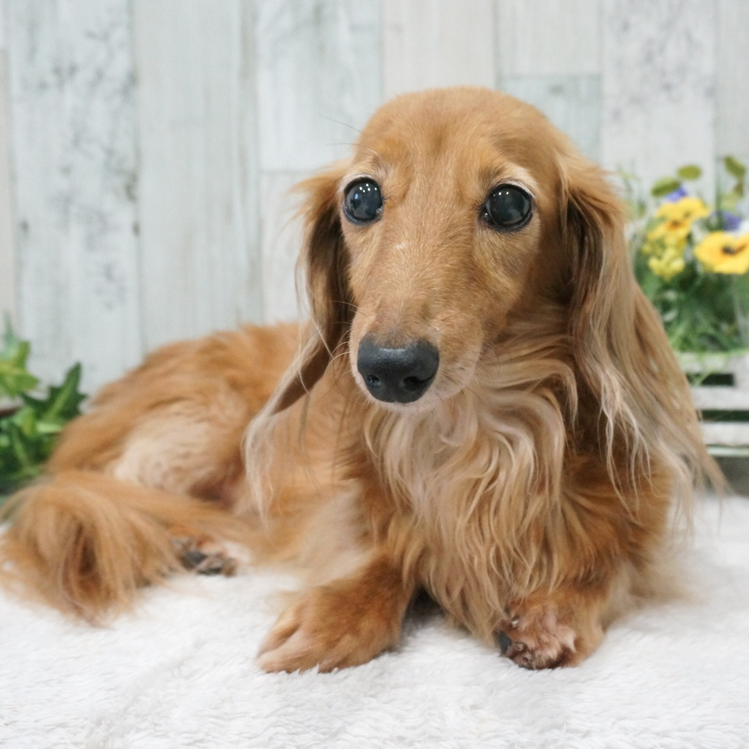 覚悟を決めていたシニア犬が元気に過ごしています。
